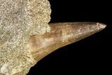 Mosasaur (Platecarpus) Tooth In Rock - Morocco #161179-1